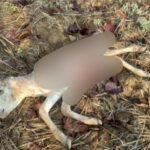 WhatsApp Image 2026-04-08 at 8.46.59 PM