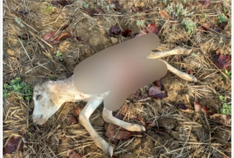 WhatsApp Image 2026-04-08 at 8.46.59 PM